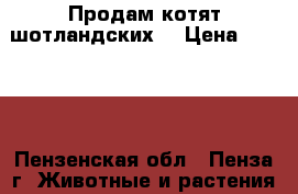 Продам котят шотландских  › Цена ­ 3 500 - Пензенская обл., Пенза г. Животные и растения » Кошки   